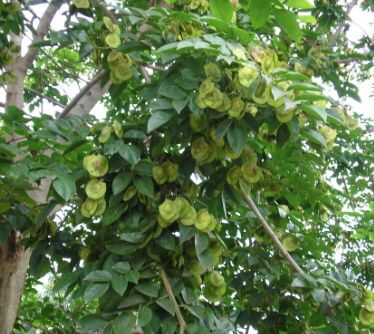 Giáng hương