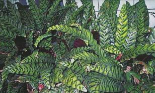 đuôi phụng