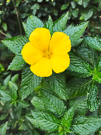 cây đông hầu