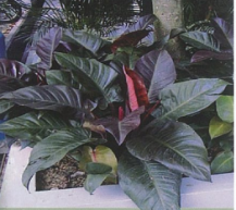 Đế vương đỏ