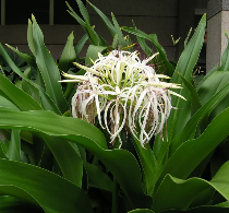 Đại tướng quân hoa trắng