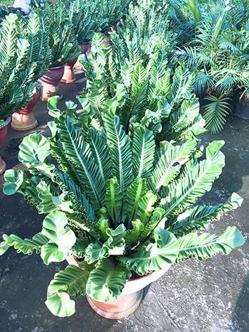 Dương xỉ Phúc Lộc