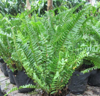 Cẩm chướng biển