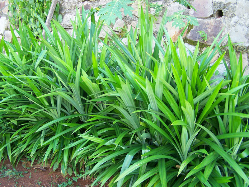 Dứa thơm