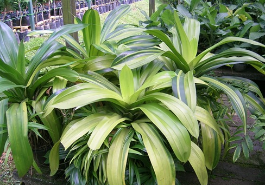 Dứa cảnh lệ