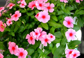 Dừa cạn
