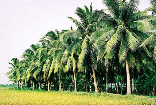 cây dừa