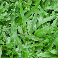 cỏ lá gừng