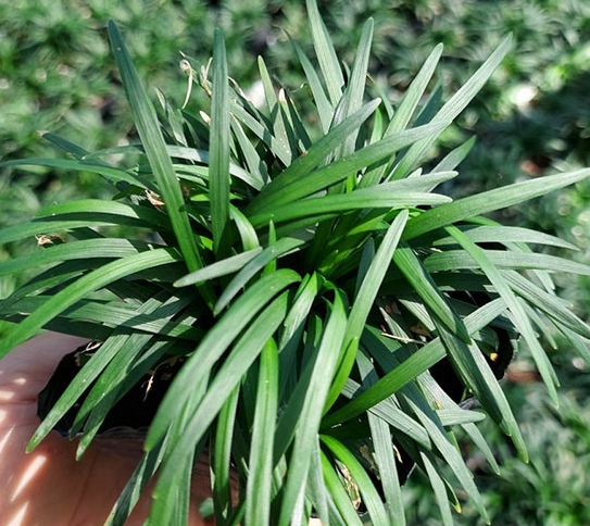 Cỏ gấu - Cỏ Mỹ