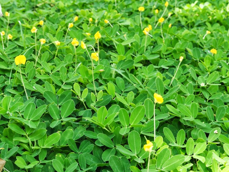 cỏ đậu phộng