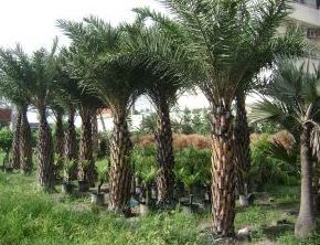 Cọ Dầu
