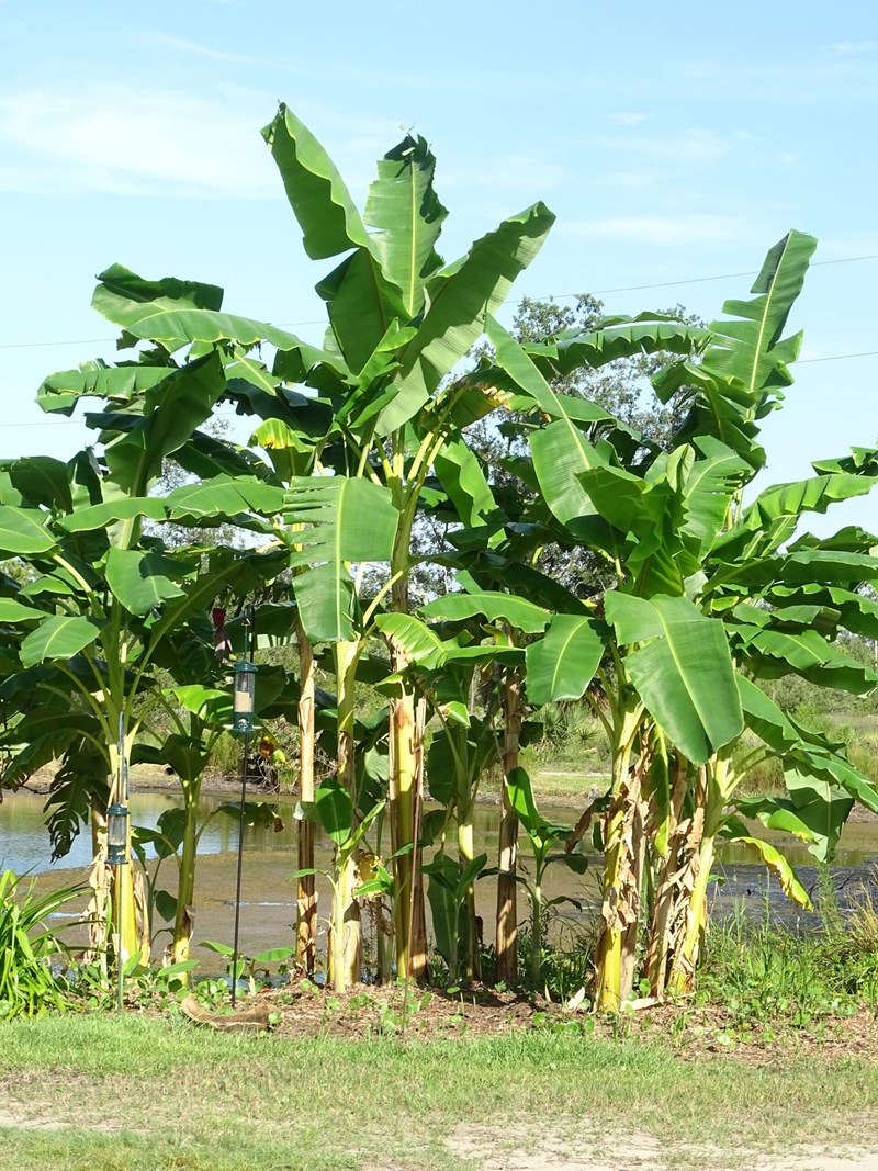 Chuối tiêu