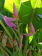Chuối sen hồng
