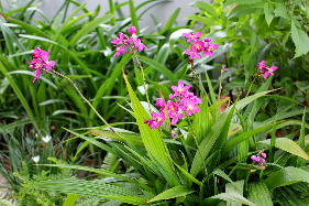 lan đất