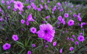 Chiều tím