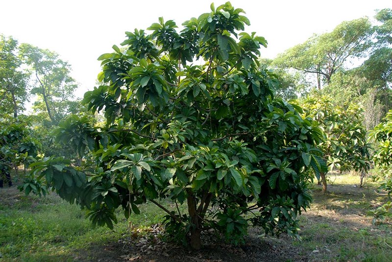 cây lộc vừng