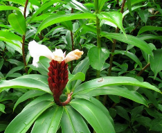 Cát lồi