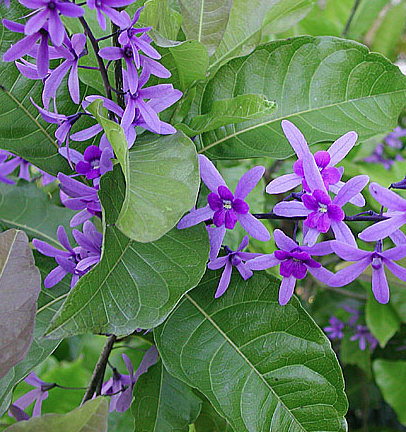 Cát đằng, dây bông xanh