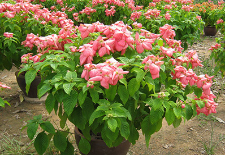 Bướm hồng