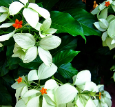 Bướm bạc Phi