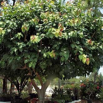 bồ đề (bonsai)
