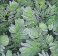 Gừng lúa (nghệ rừng)