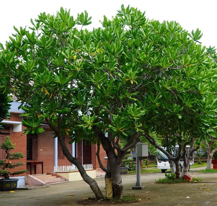 Bàng vuông, bàng Trường Sa