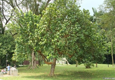 Bàng biển, nho biển
