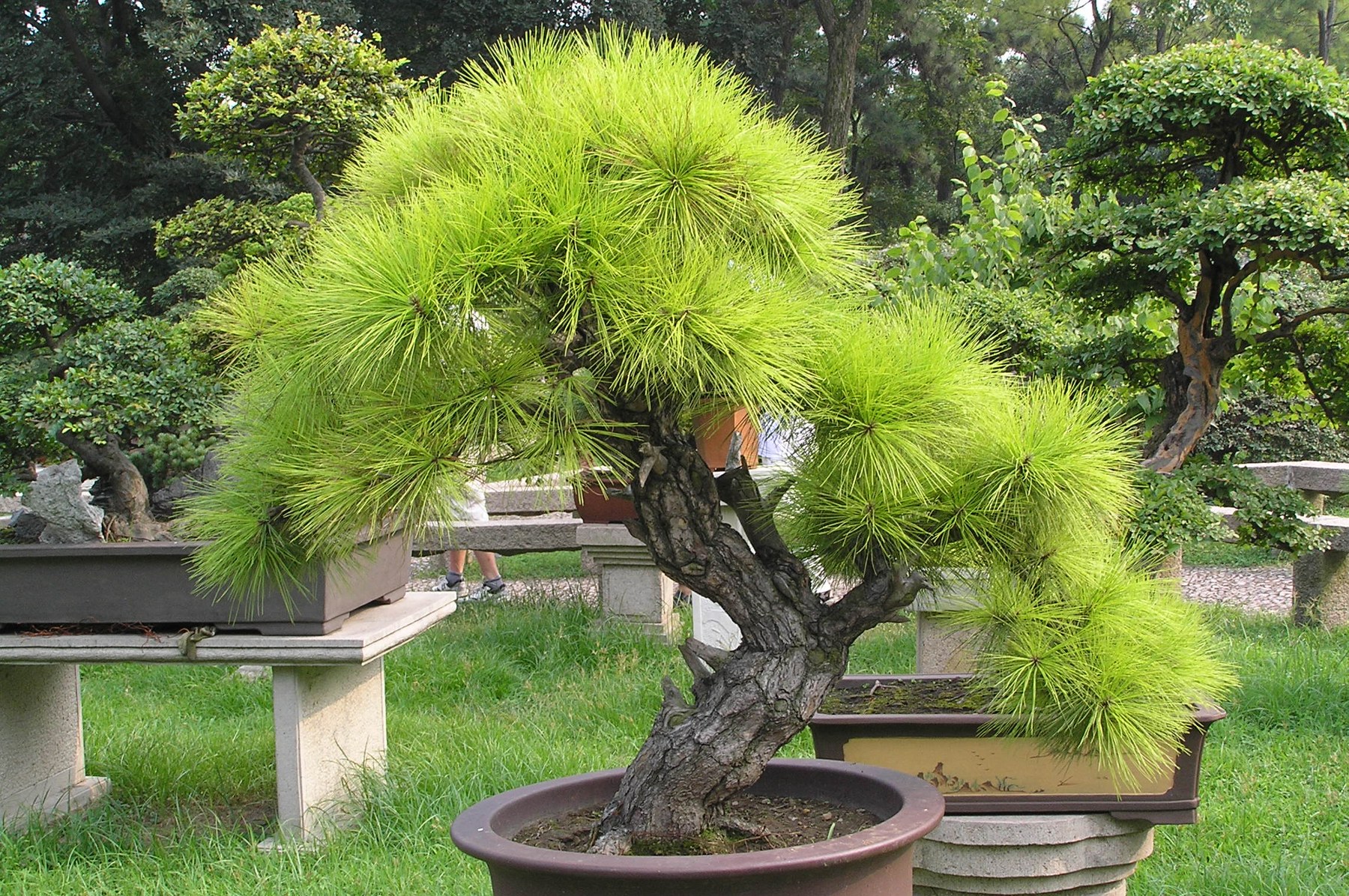 Cây thông thu nhỏ tán dài rủ xuống trồng trong chậu tròn thấp, đặt trên bệ đá giữa bãi cỏ