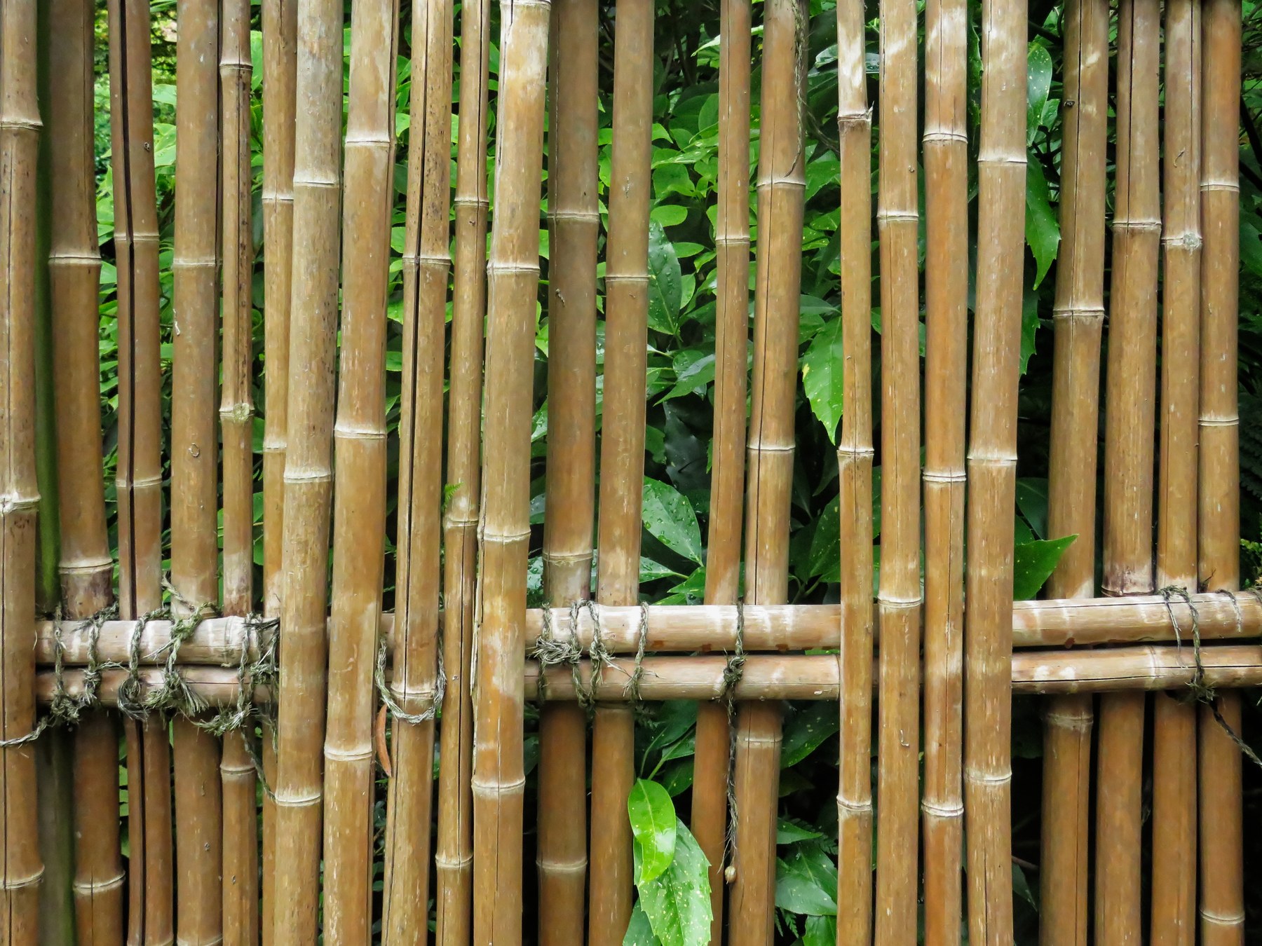 Cận cảnh chỗ giao nhau của các cây tre, buộc chặt bằng dây thừng đen thắt nút vuông